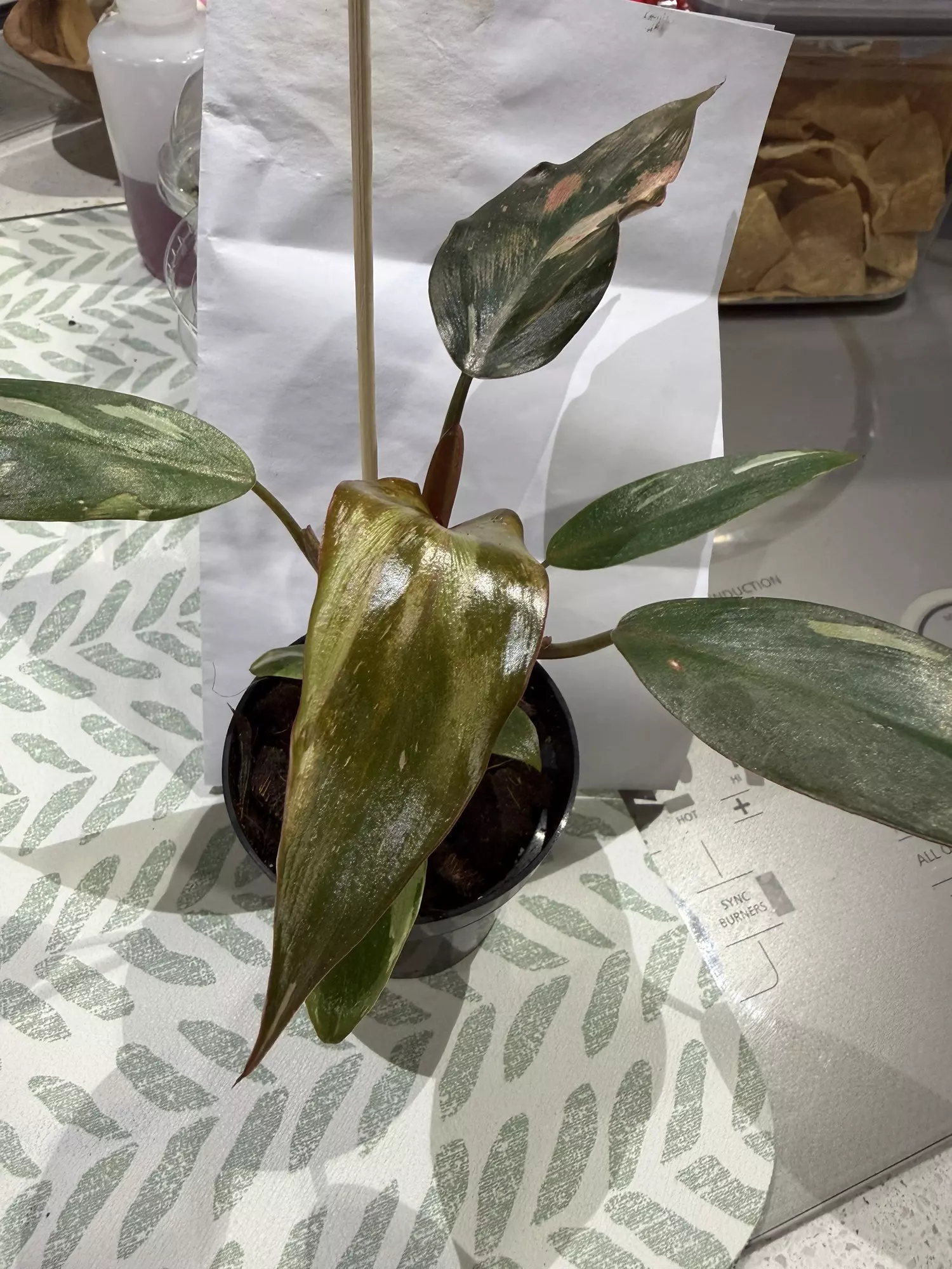 plant/Philo orange princess-0