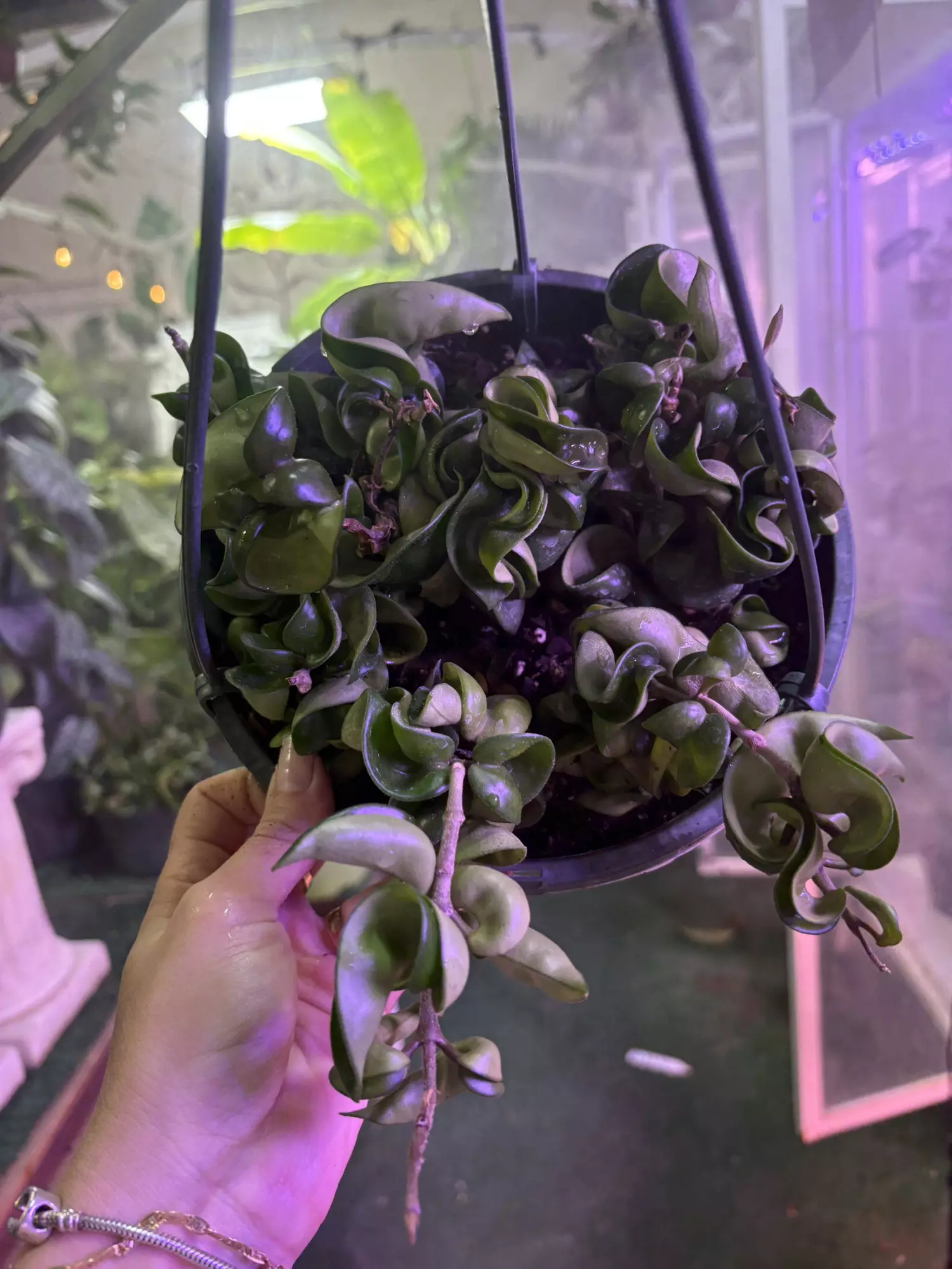 plant/Hoya Hindu rope 6”-0
