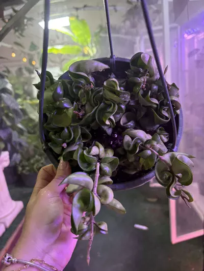plant/Hoya Hindu rope 6”-0-thumbnail