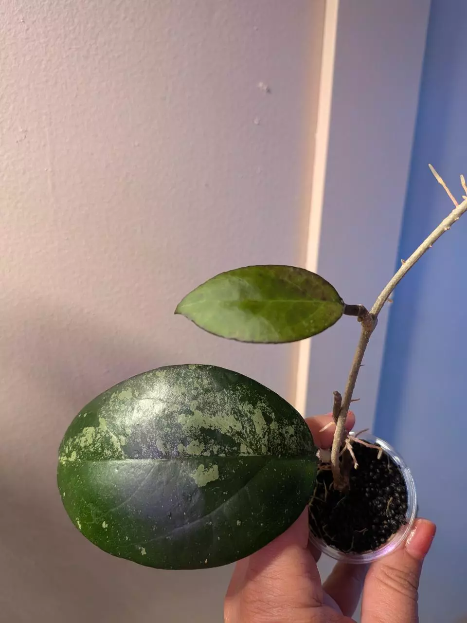 plant/Hoya Vitellina Splash-1