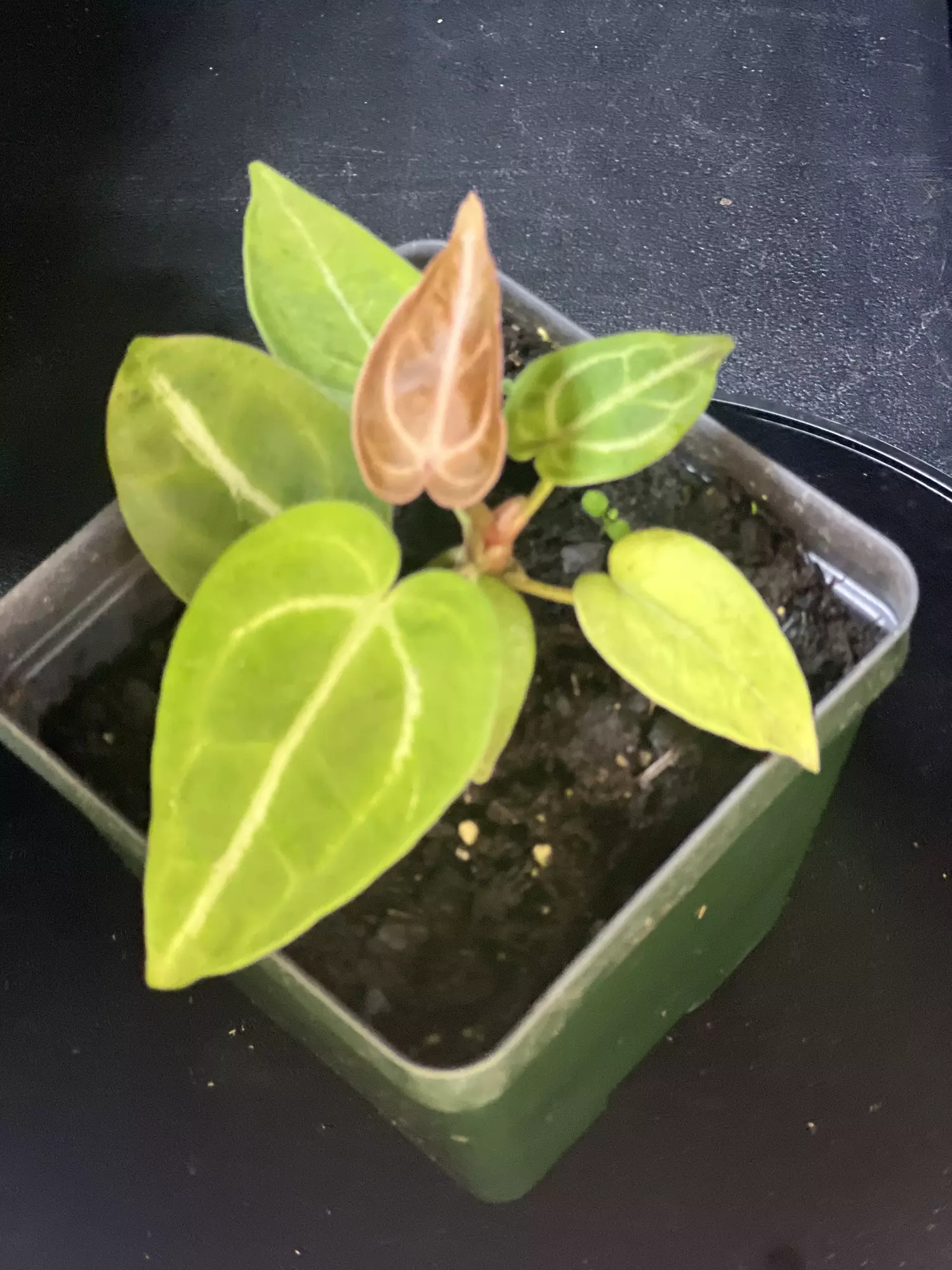 plant/Anthurium Crystal Hope x Forgetti -0