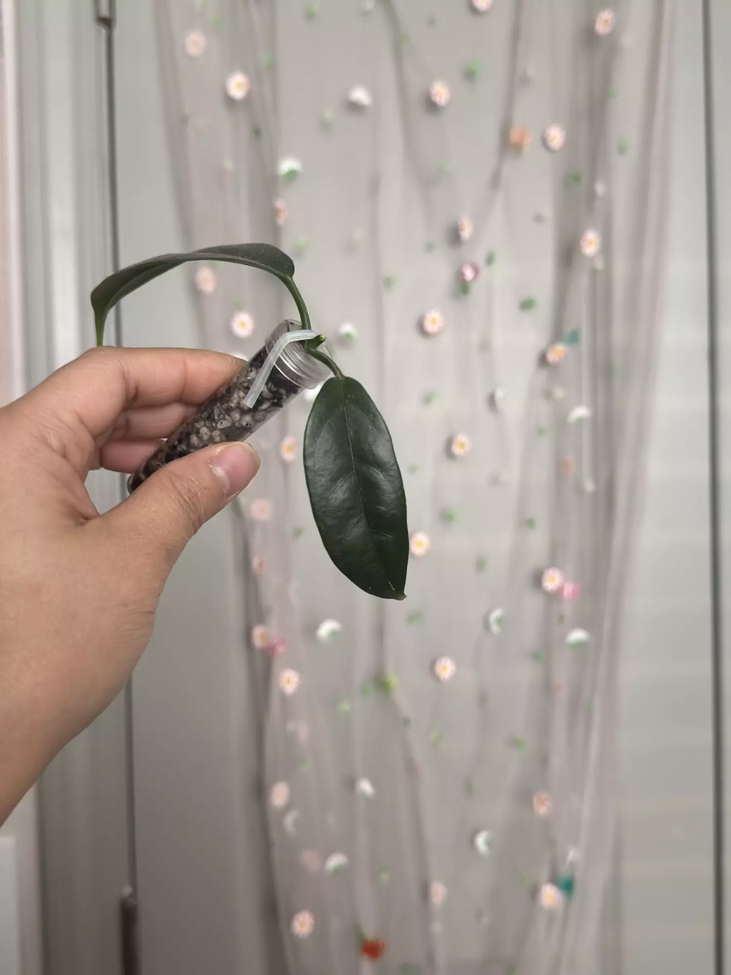 plant/Hoya Danumensis ssp Amarii (rooted)-1