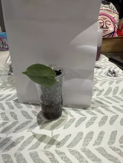 plant/Sprouted Melo Corm-0-thumbnail