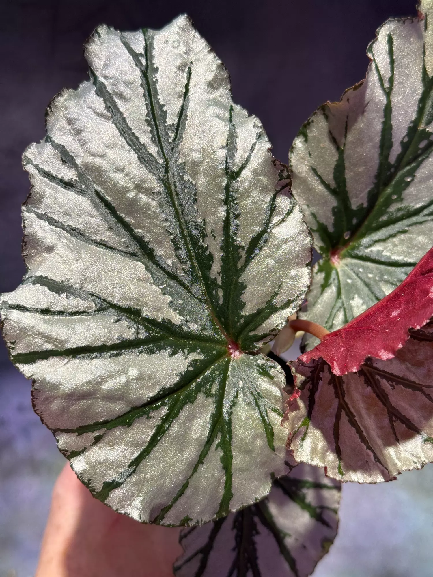 plant/Begonia looking glass-3
