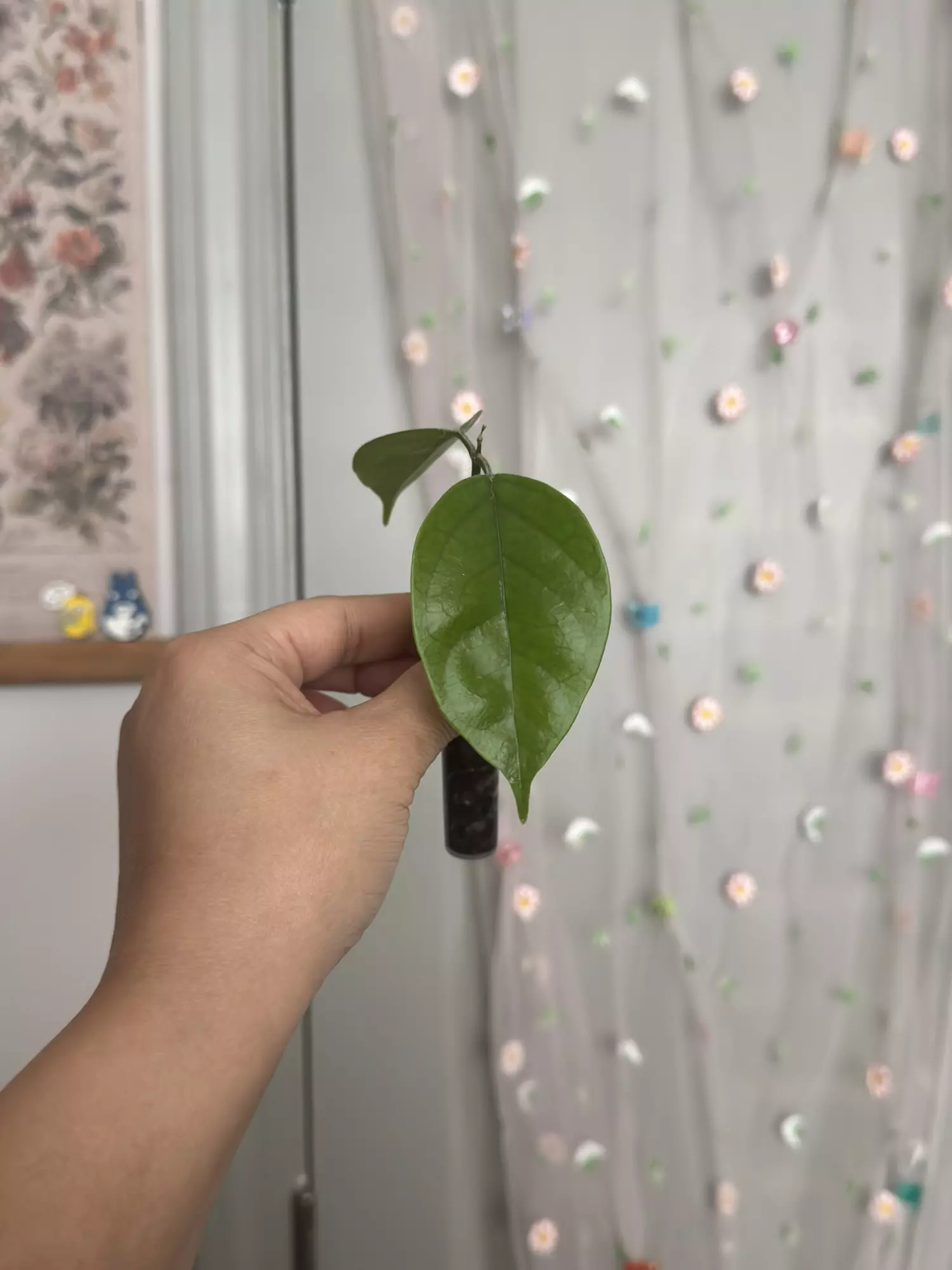 plant/Hoya Danumensis ssp Amarii (rooted)-2