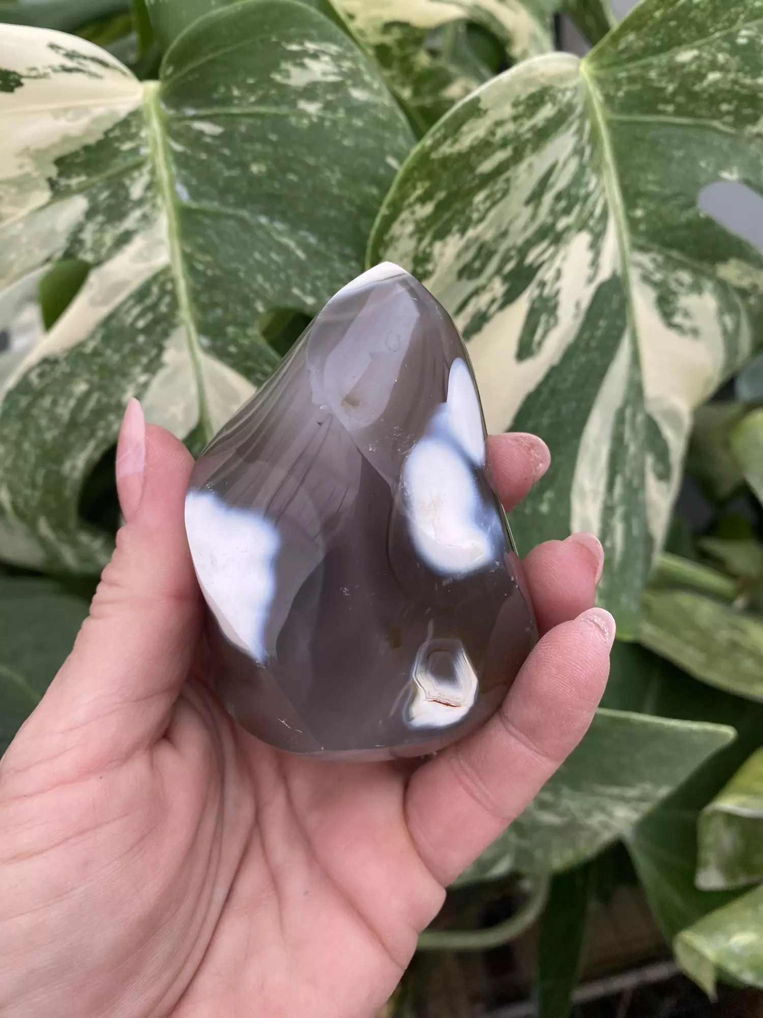 plant/PSS-0071 Orca Agate Flame-0