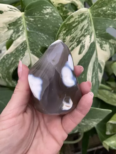 plant/PSS-0071 Orca Agate Flame-0-thumbnail