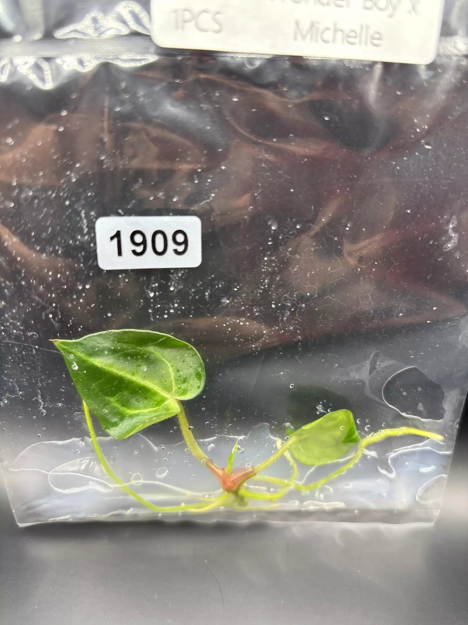 plant/1909 wonderboy x Michelle -0