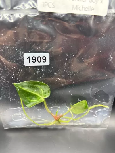 plant/1909 wonderboy x Michelle -0-thumbnail