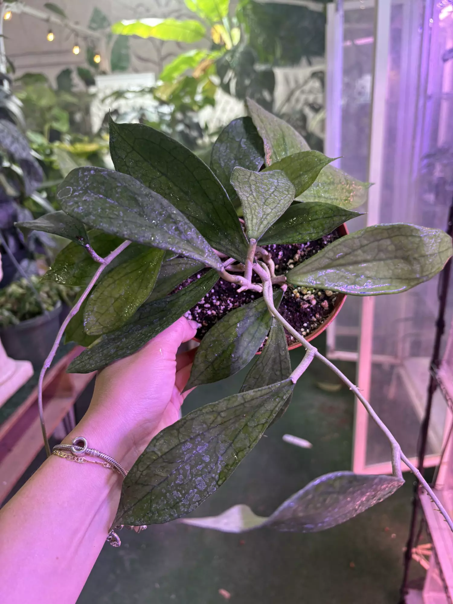 plant/Hoya cv Jennifer 6”-0
