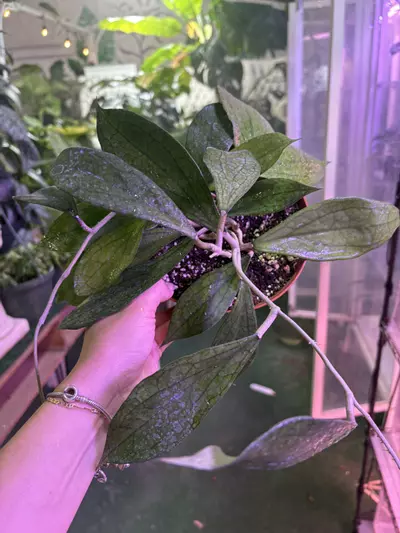 plant/Hoya cv Jennifer 6”-0-thumbnail