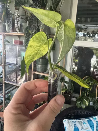 plant/monstera siltepecana variegated-2-thumbnail