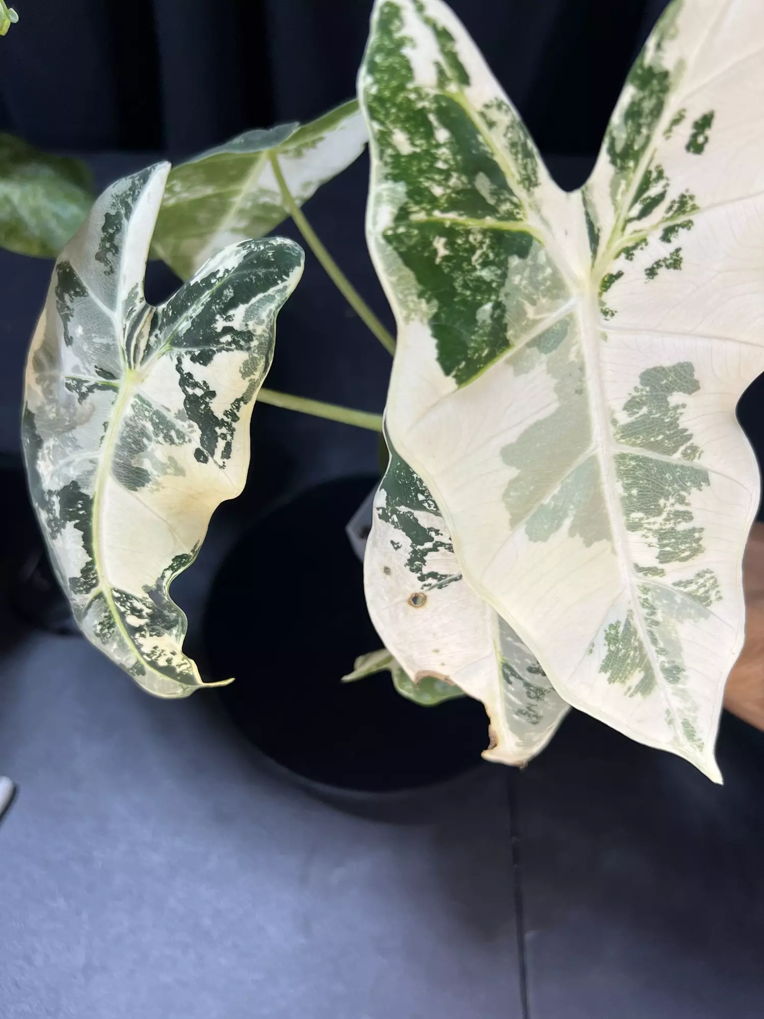 plant/Alocasia Frydek Variegated -0