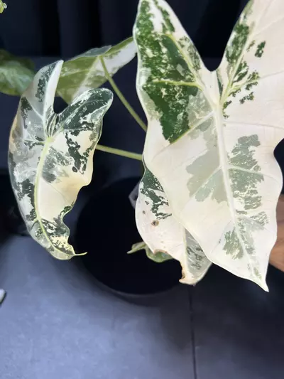 plant/Alocasia Frydek Variegated -0-thumbnail