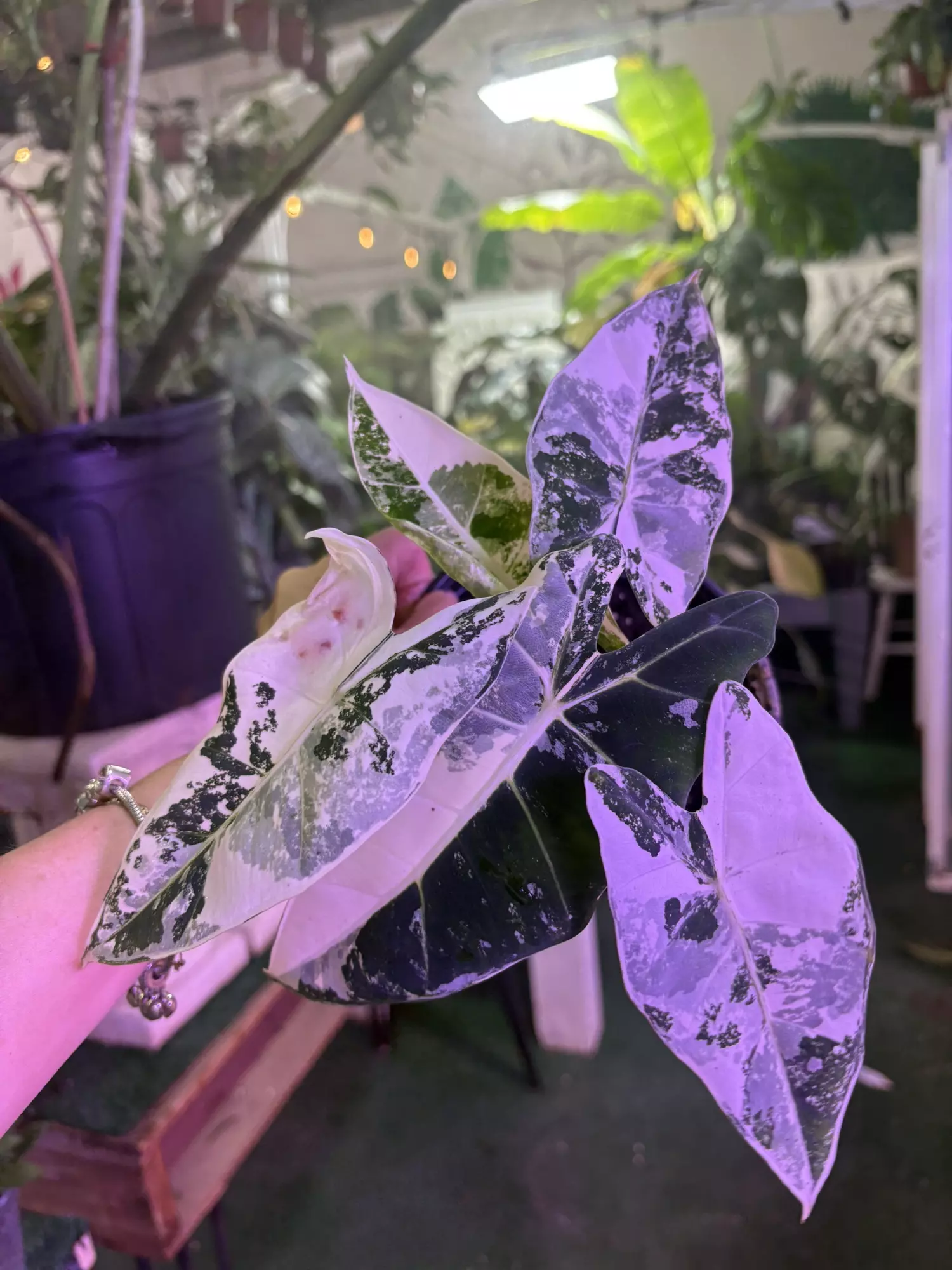 plant/Alocasia frydek variegated 6”-0