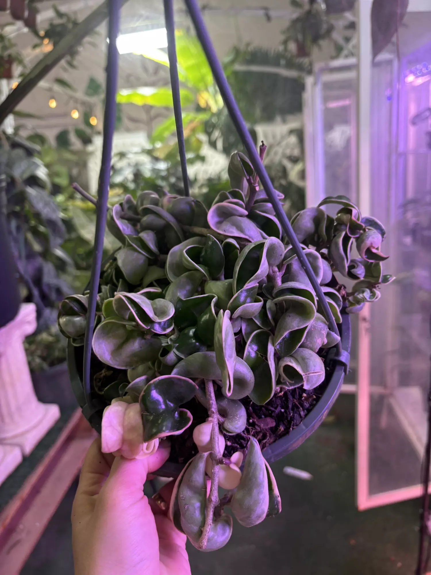 plant/Hoya Hindu rope variegated 6”-0