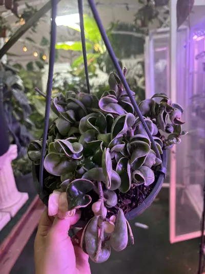 plant/Hoya Hindu rope variegated 6”-0-thumbnail