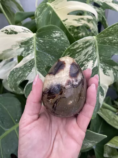 plant/PSS-0086 Septarian Egg-0-thumbnail