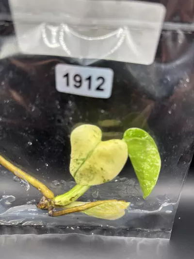 plant/1912 white monster -0-thumbnail