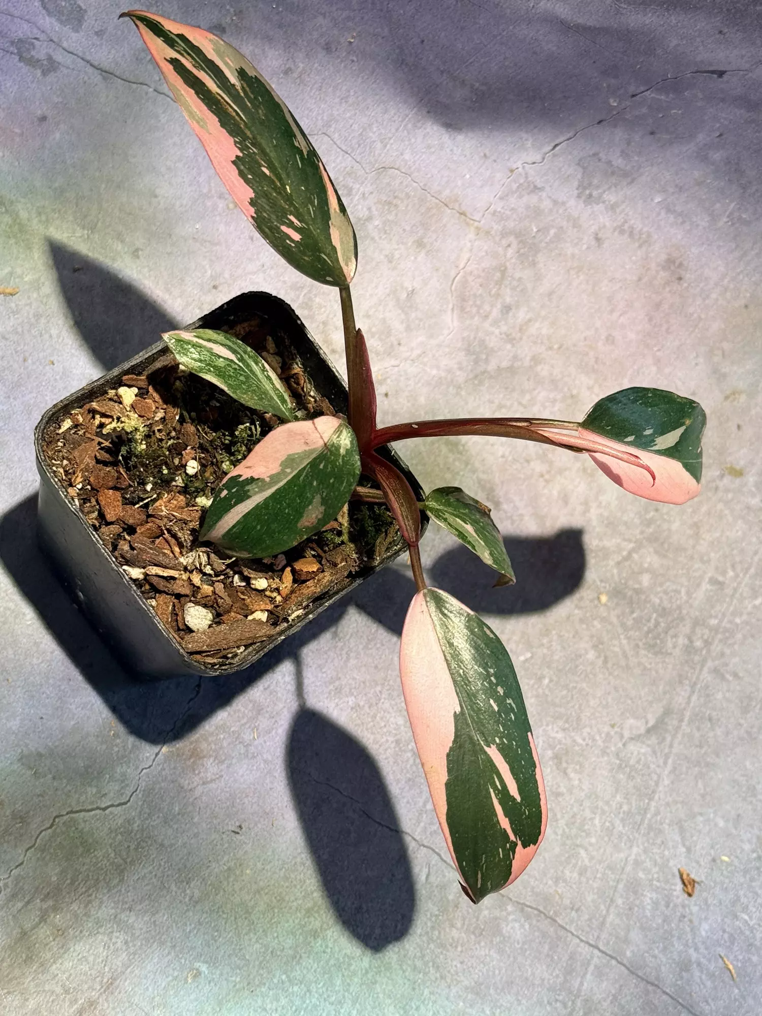 plant/Philodendron pink princess-1