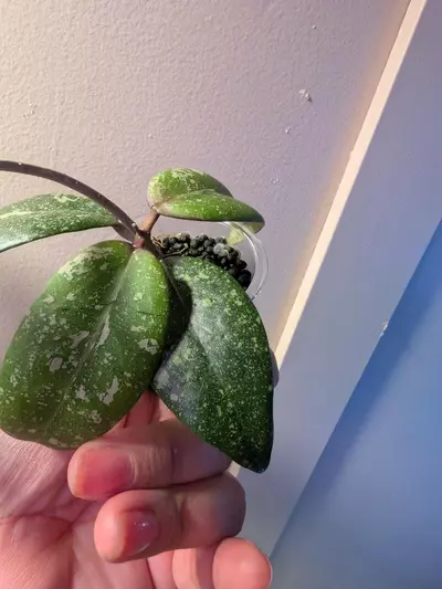 plant/Hoya Vietnam Ah001-3-thumbnail