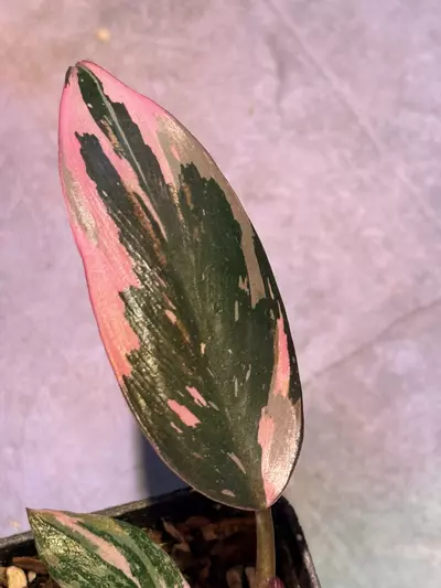 plant/Philodendron pink princess-2-thumbnail