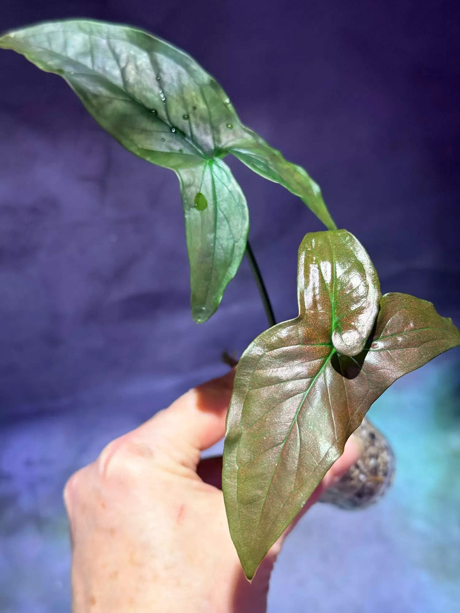 plant/Syngonium dark purple-1