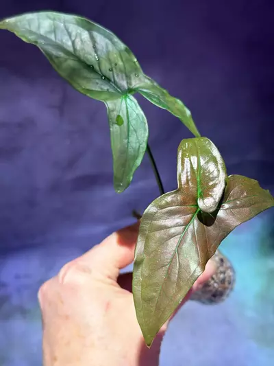 plant/Syngonium dark purple-1-thumbnail