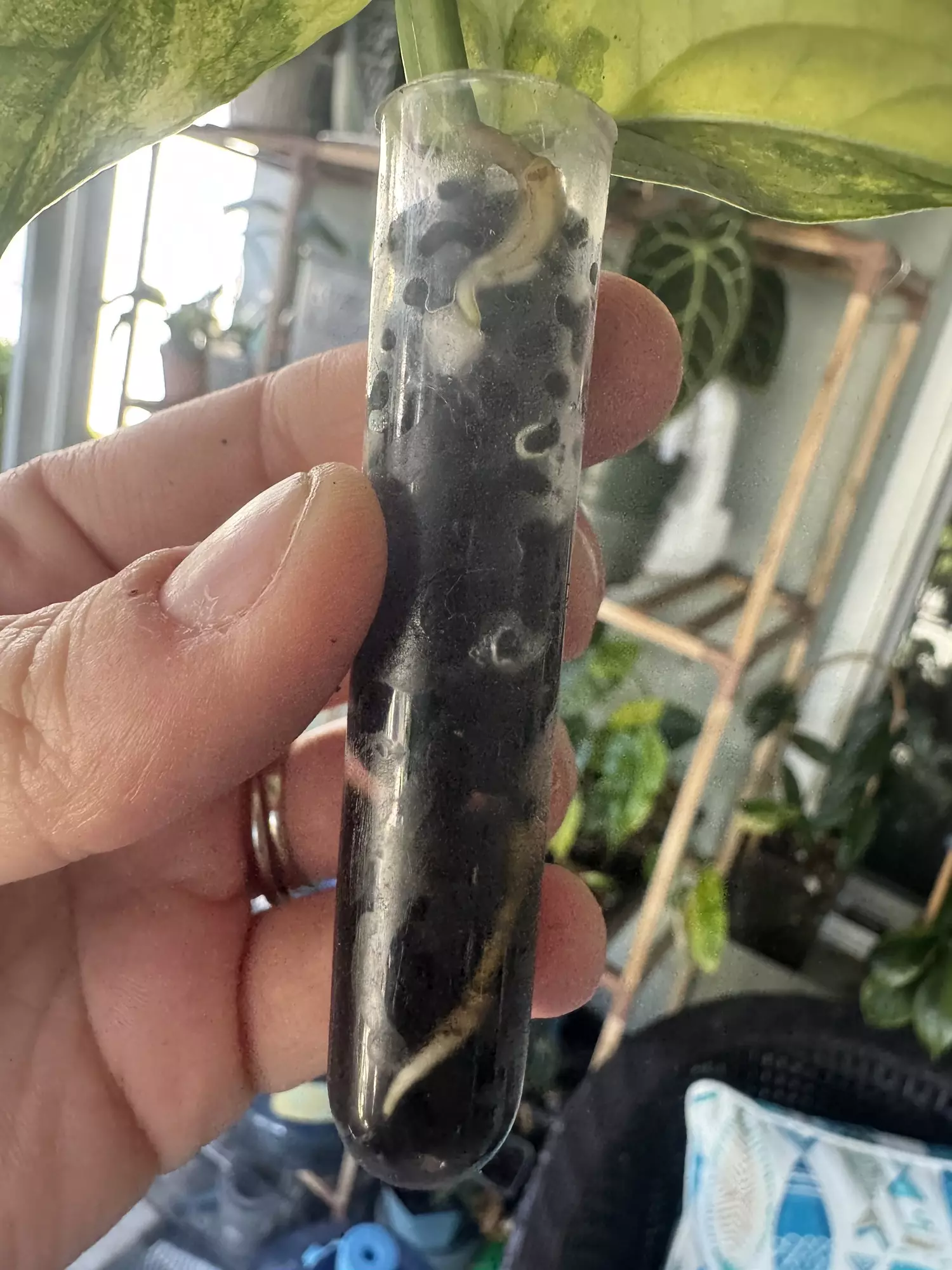 plant/monstera siltepecana variegated-4