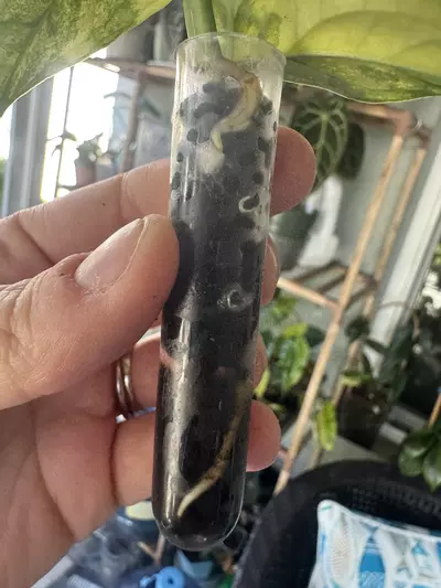 plant/monstera siltepecana variegated-4-thumbnail