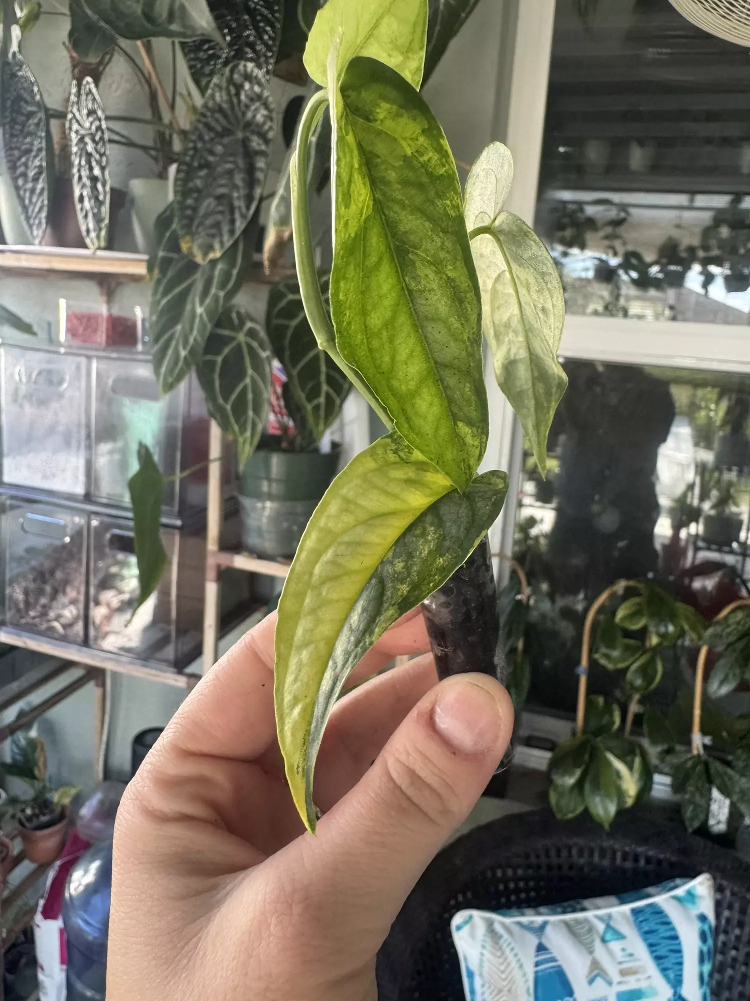 plant/monstera siltepecana variegated-1
