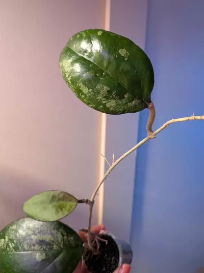 plant/Hoya Vitellina Splash-2-thumbnail