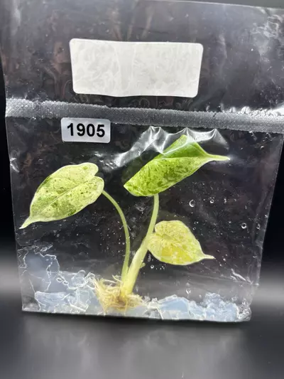 plant/1905 dragon scale mint -0-thumbnail