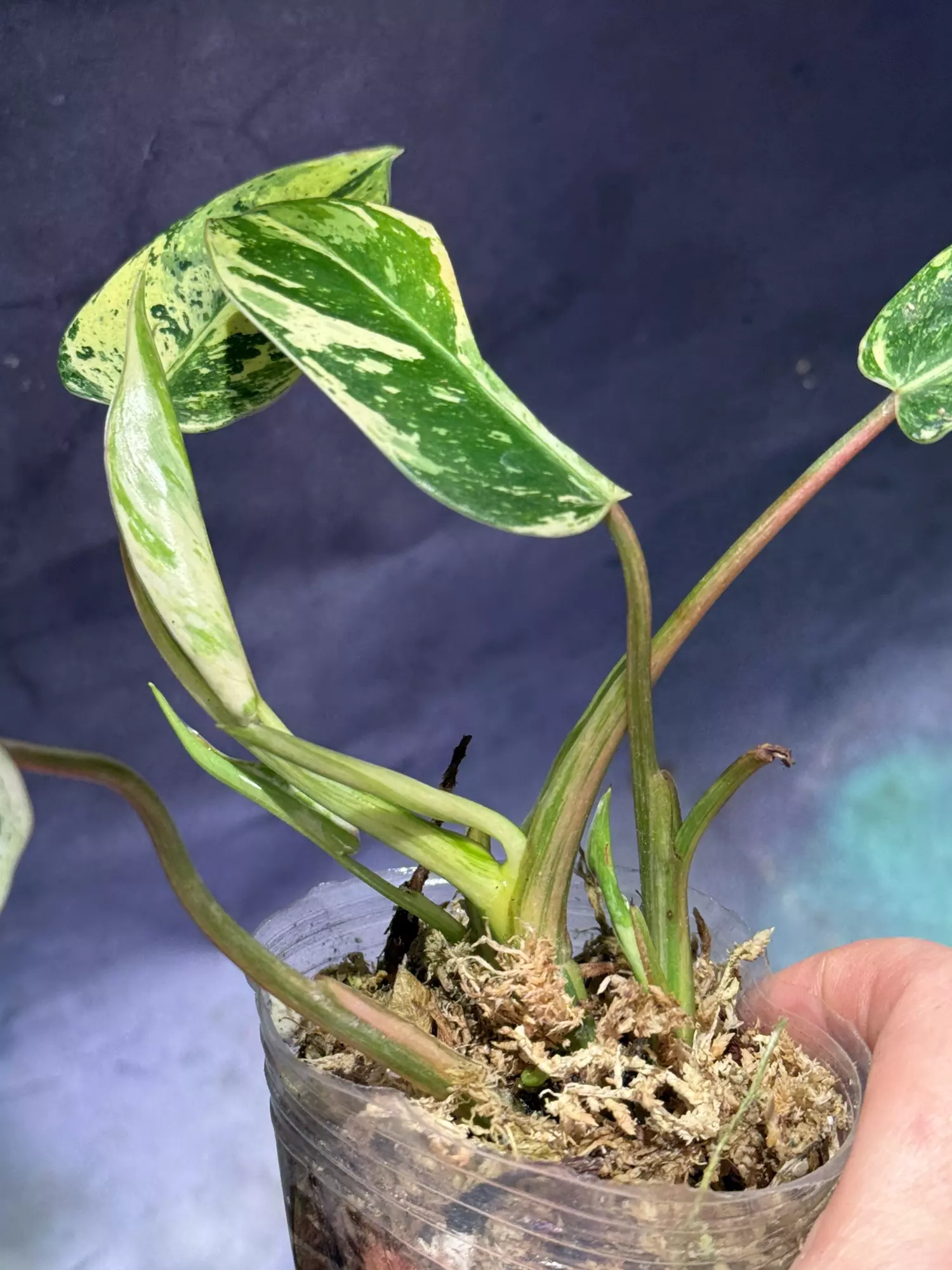 plant/Philodendron emerald King-1