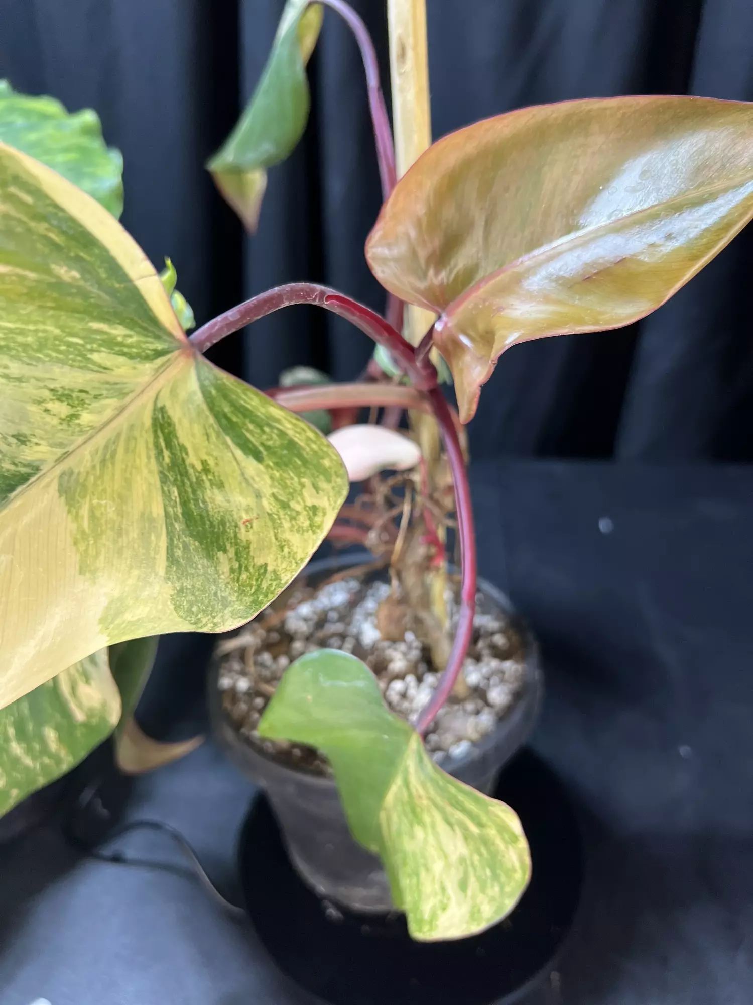 plant/Philodendron Strawberry Shake-2