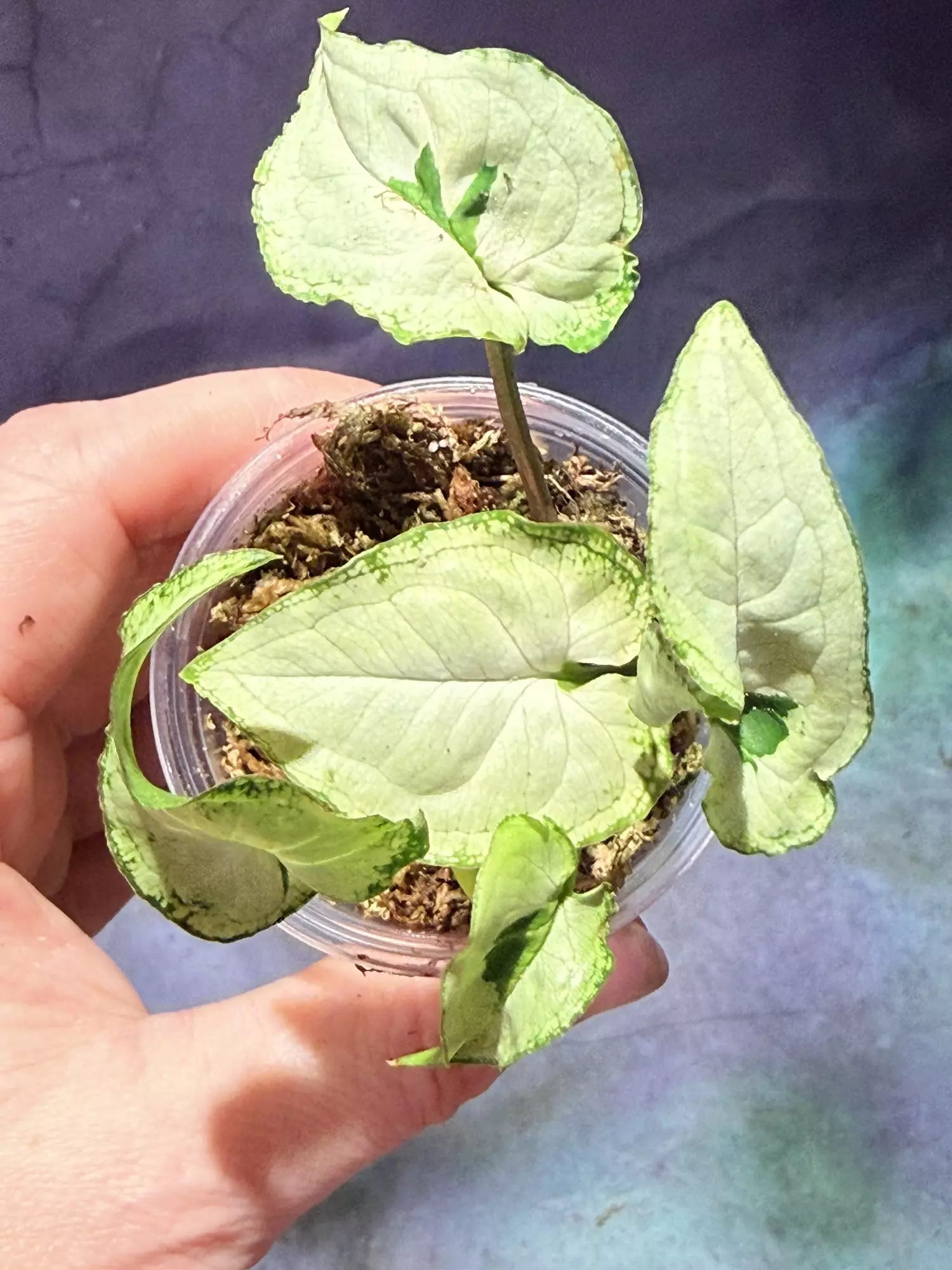 plant/Syngonium majesty-1