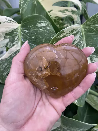 plant/PSS-0080 Golden Healer Heart-0-thumbnail