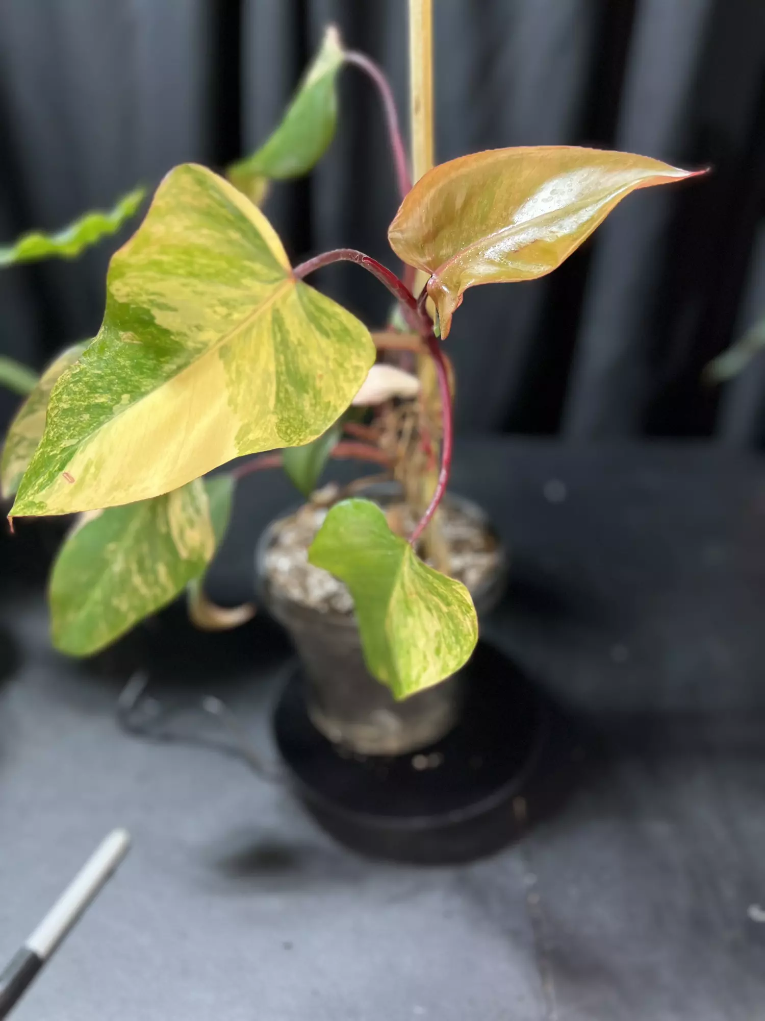 plant/Philodendron Strawberry Shake-0