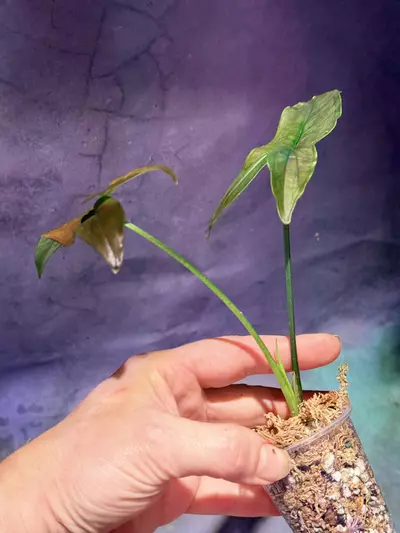 plant/Syngonium dark purple-2-thumbnail