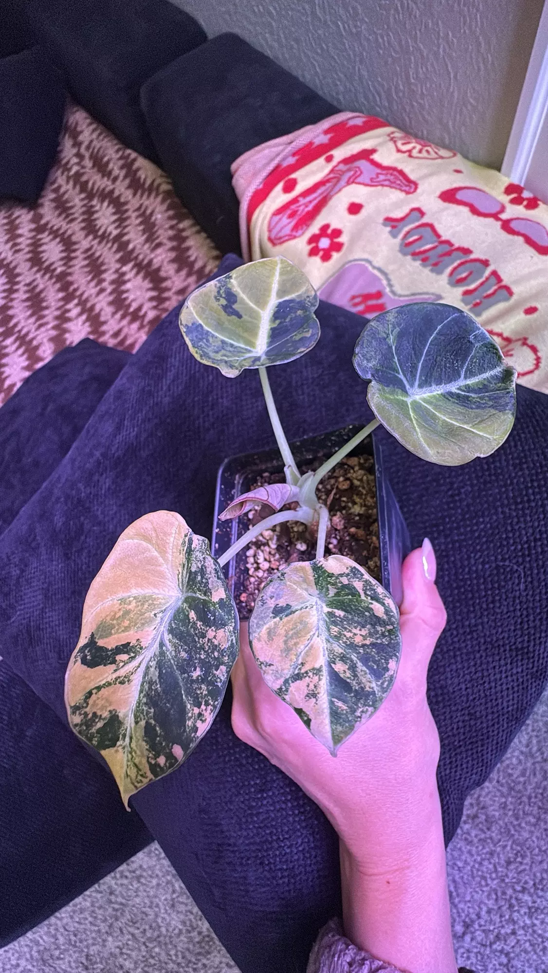 plant/Black Velvet Gold Alocasia-0