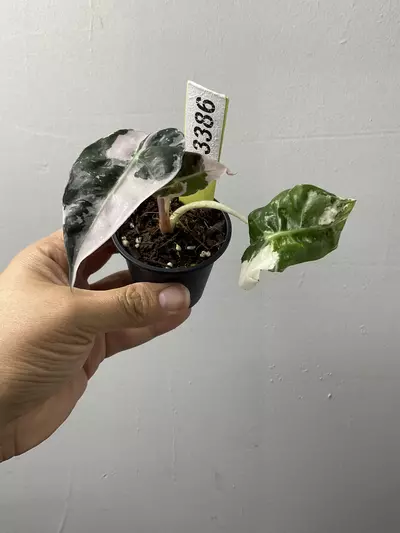 plant/3386 Alocasia amazonica pink-0-thumbnail