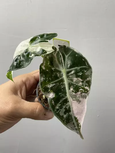 plant/3134 Alocasia amazonica pink-0-thumbnail