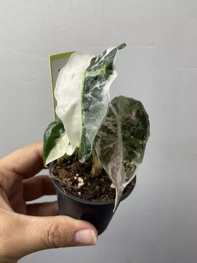 plant/3385 Alocasia amazonica pink-0-thumbnail