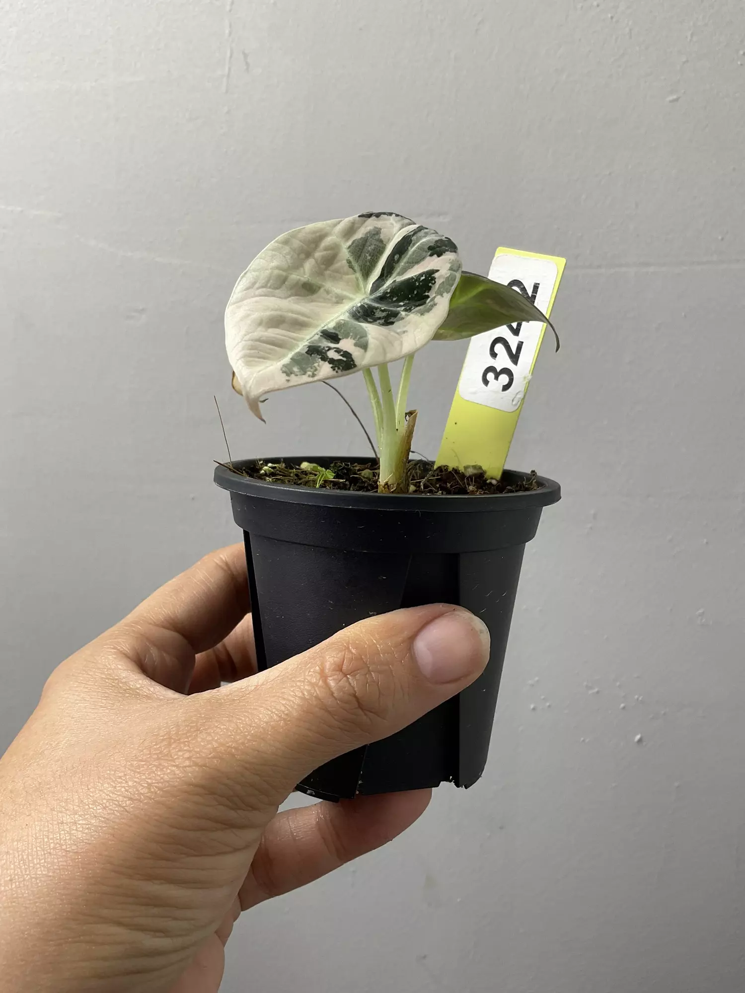 plant/3242 Alocasia pink black velvet-1