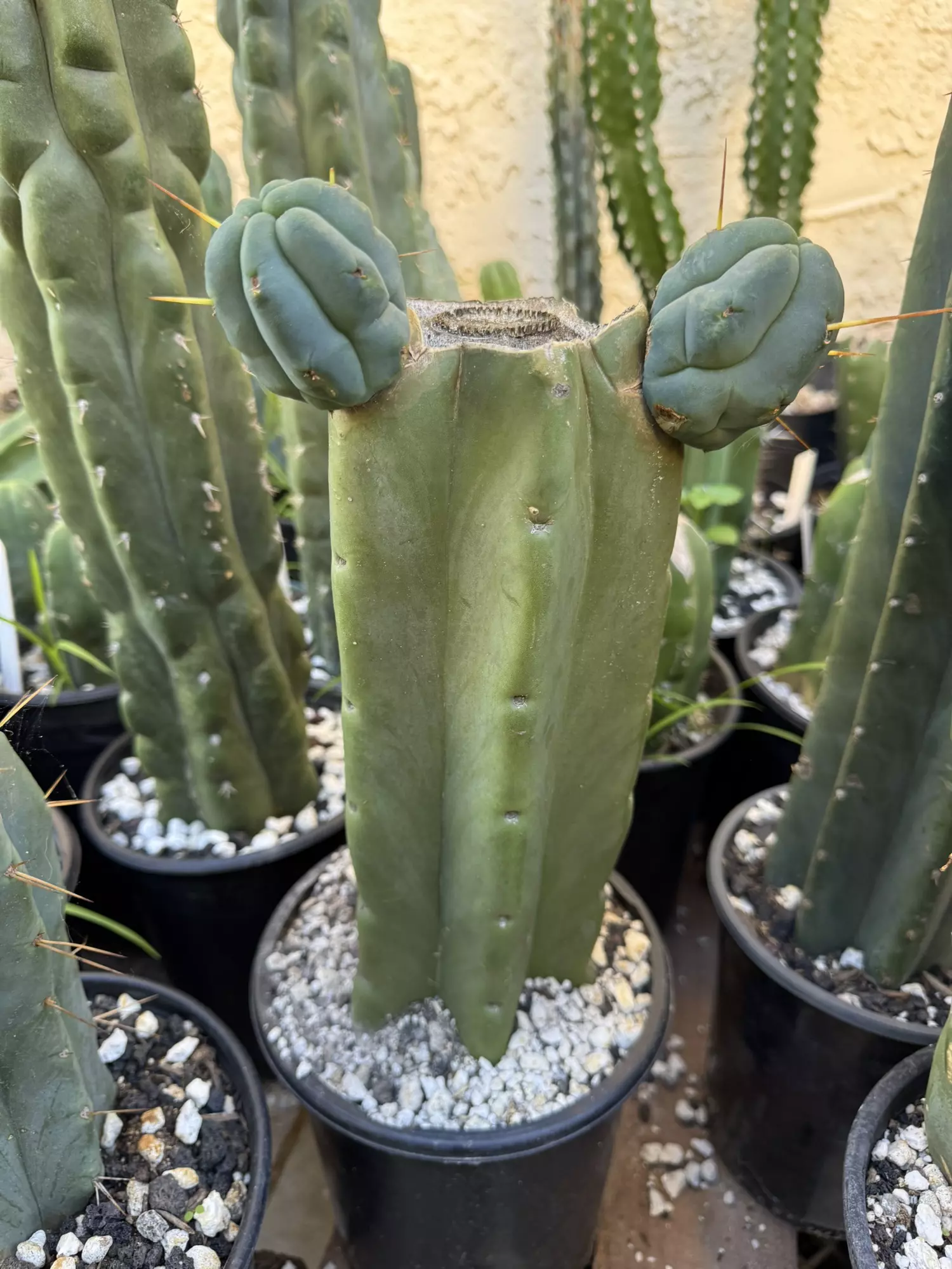 plant/Caballero mid section with pups rooted -0