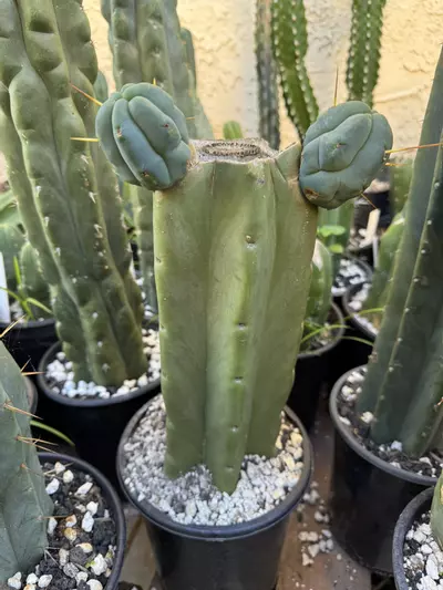 plant/Caballero mid section with pups rooted -0-thumbnail