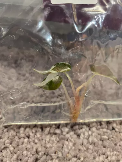 plant/alocasia bambino pink TC-1-thumbnail