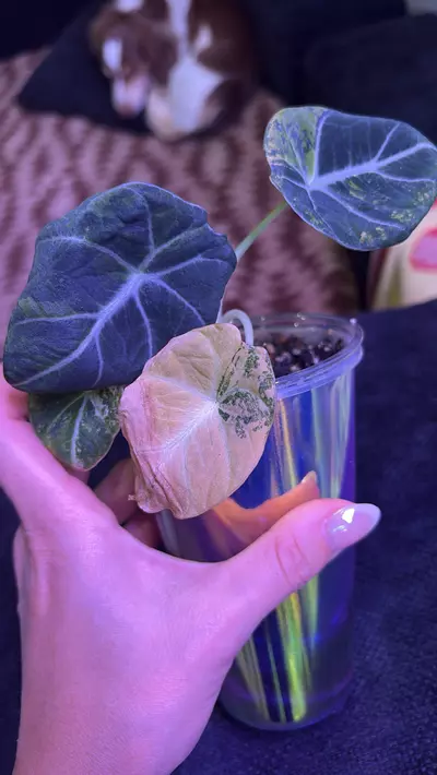 plant/Black Velvet Gold Alocasia-0-thumbnail