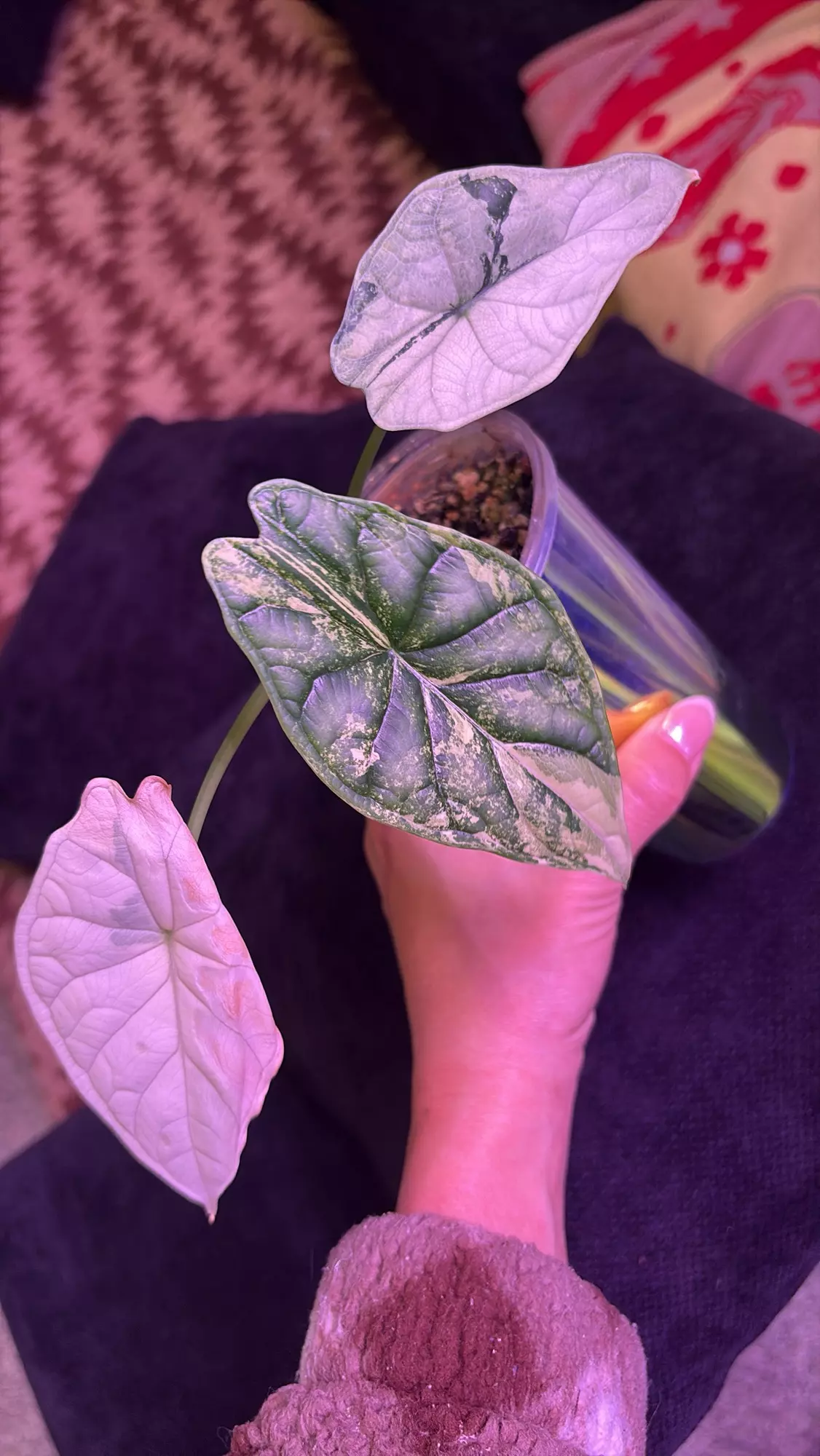 plant/Dragon Scale Albo-0