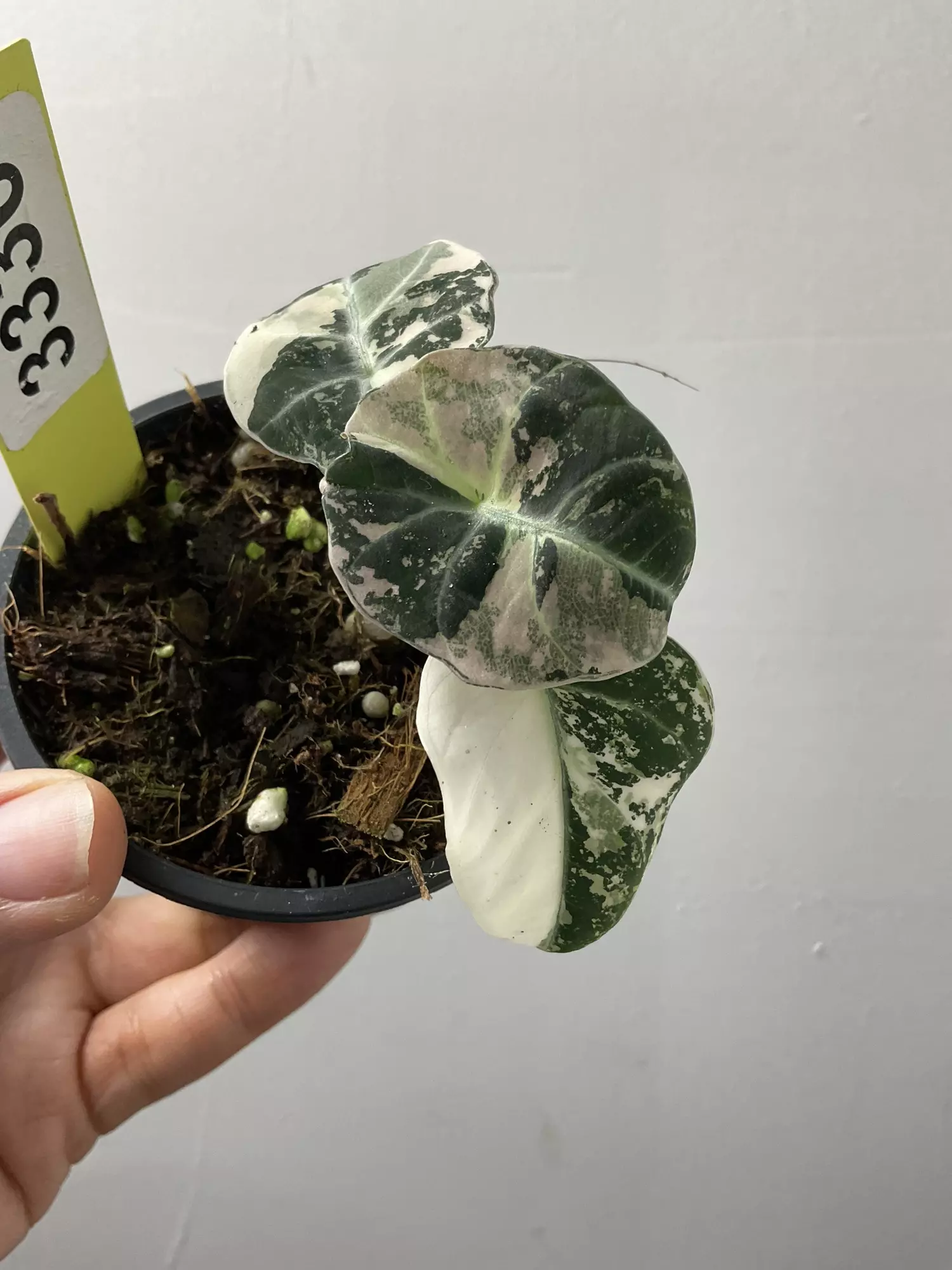 plant/3336 Alocasia pink black velvet-0